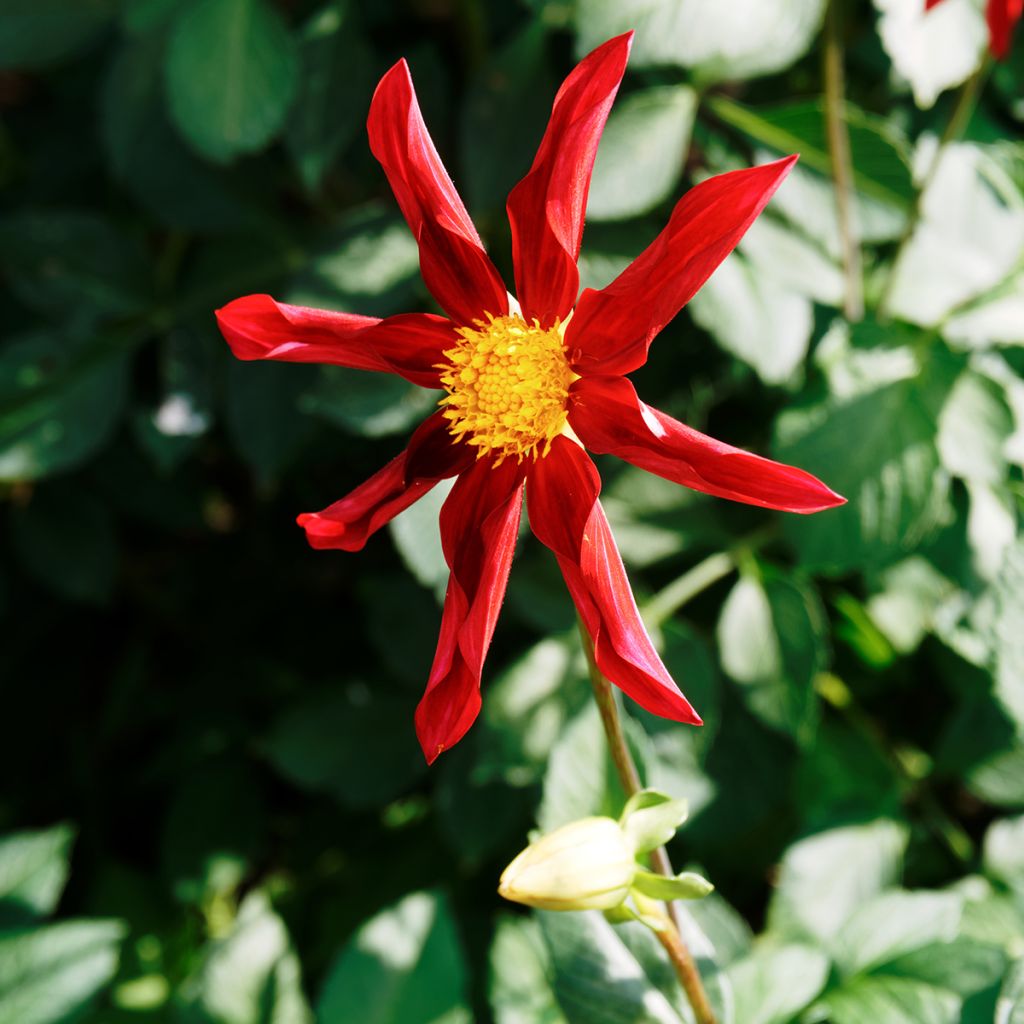 Dahlia Honka Red