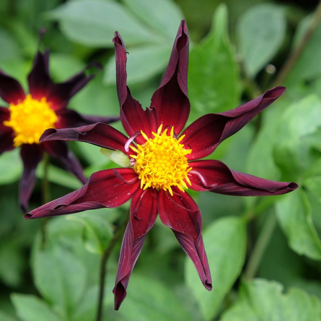 Dahlia Honka Verrone's Obsidian