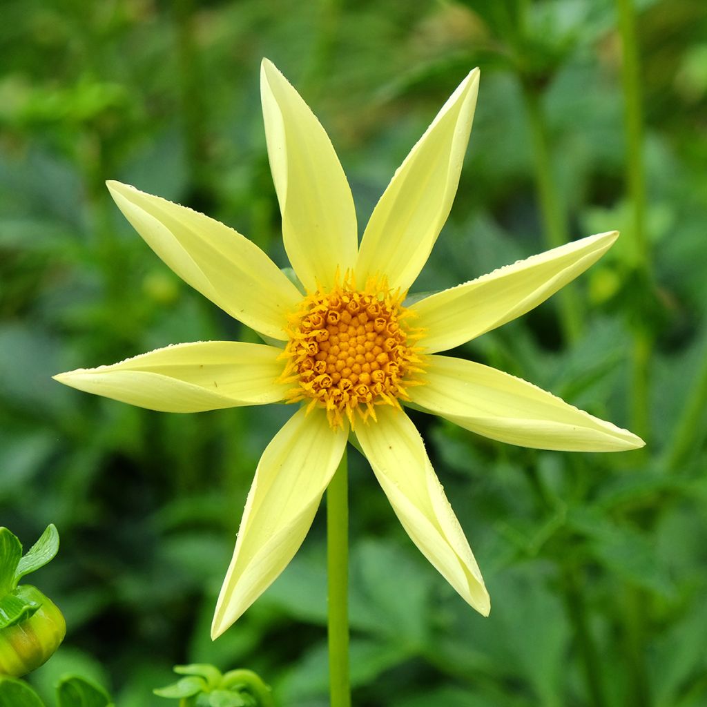 Dahlia Honka Yellow 