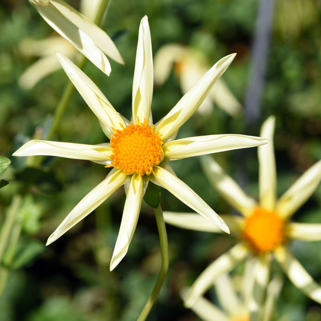 Dahlia Honka Yellow 