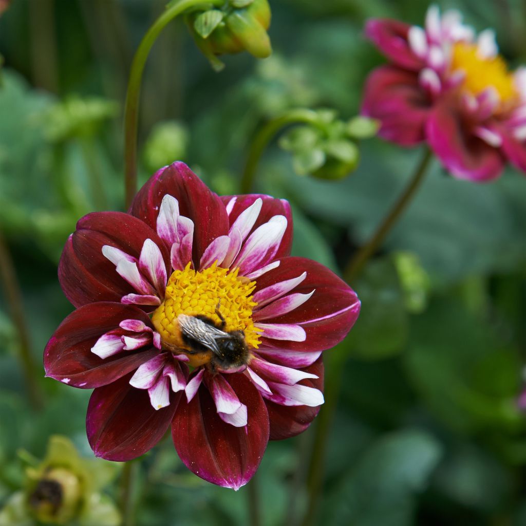 Dahlia Collerette Impression Fantastico - Dahlia nain à collerette