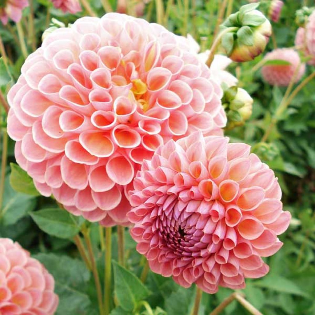 Dahlia Mini Balles Joey Winnie