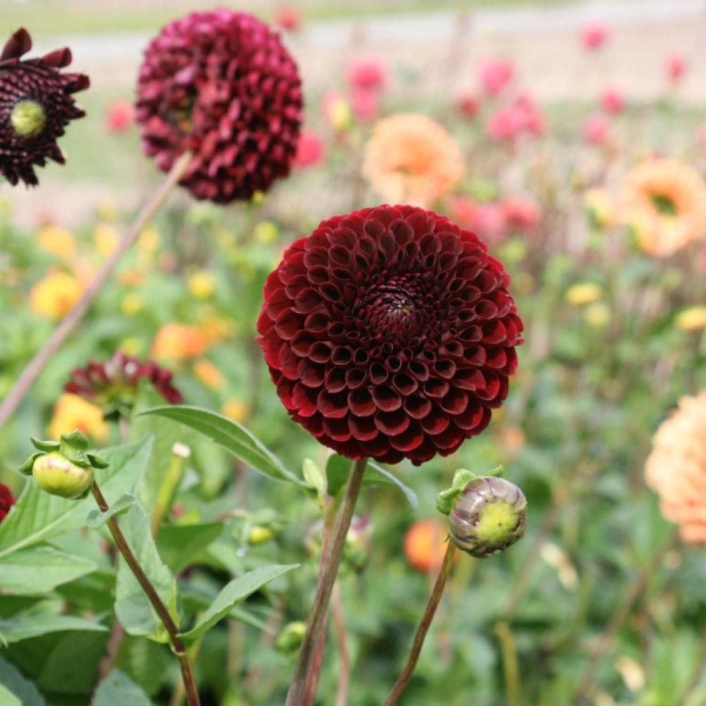 Dahlia mini balles Jowey Mirella