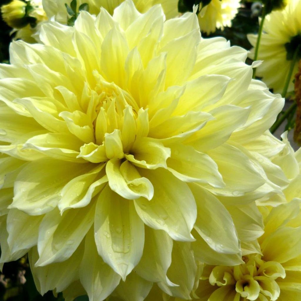 Dahlia Kelvin Floodlight