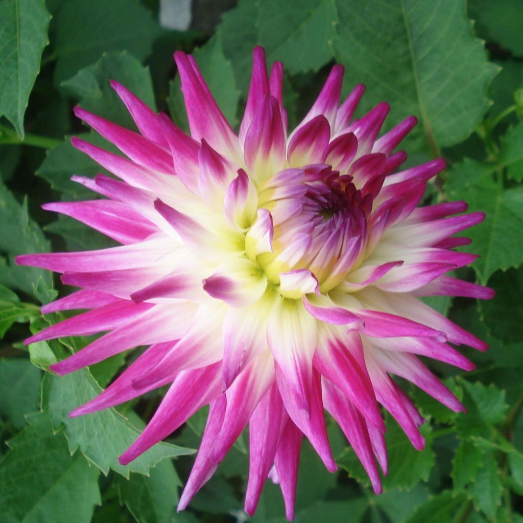 Dahlia Match