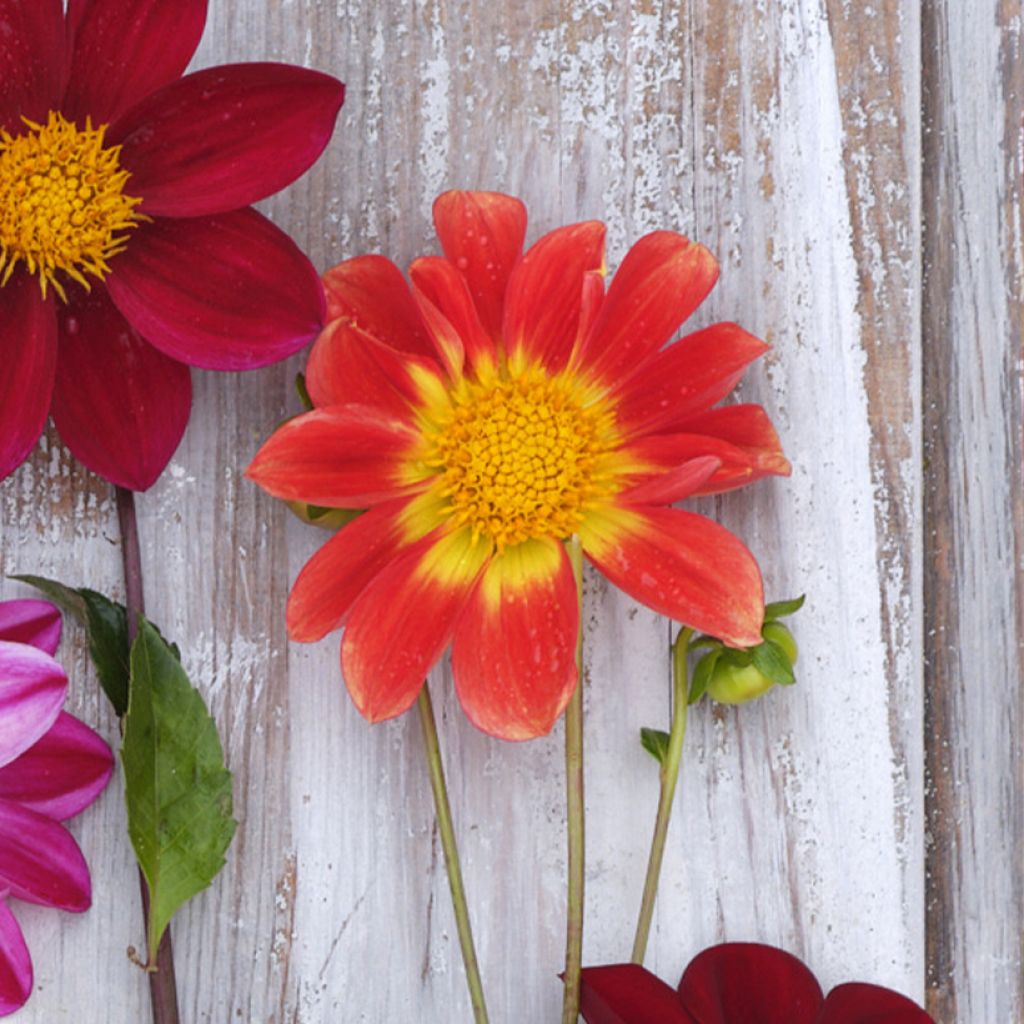 Dahlia paysage Orange Emperor