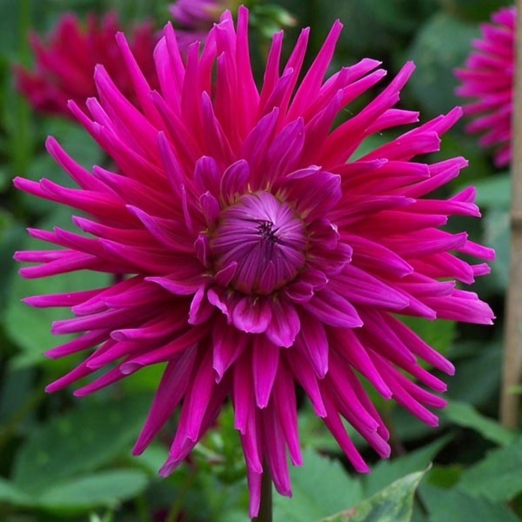 Dahlia cactus Orfeo