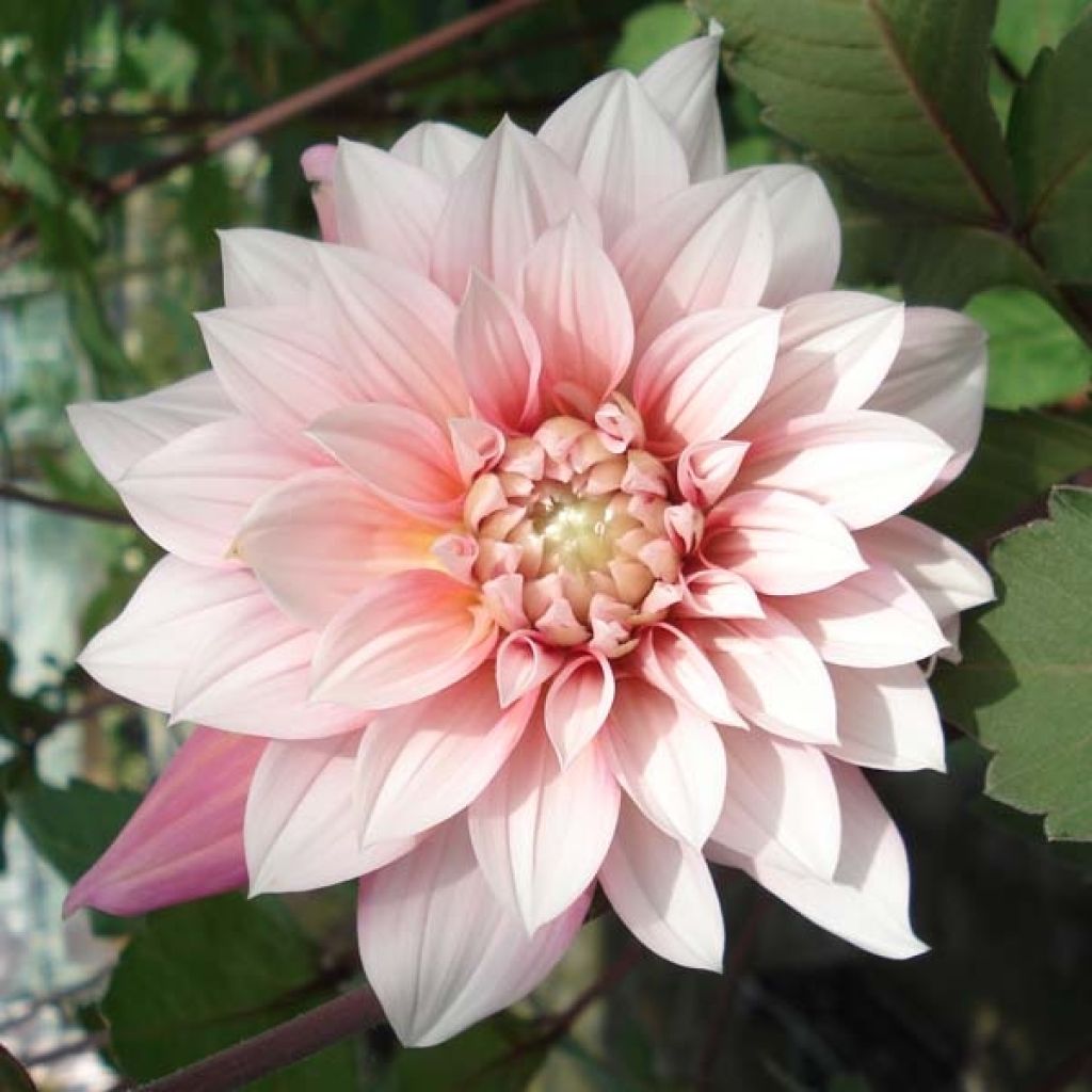 Dahlia buisson Organza