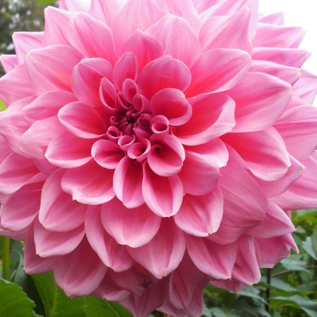 Dahlia géant Otto s Thrill