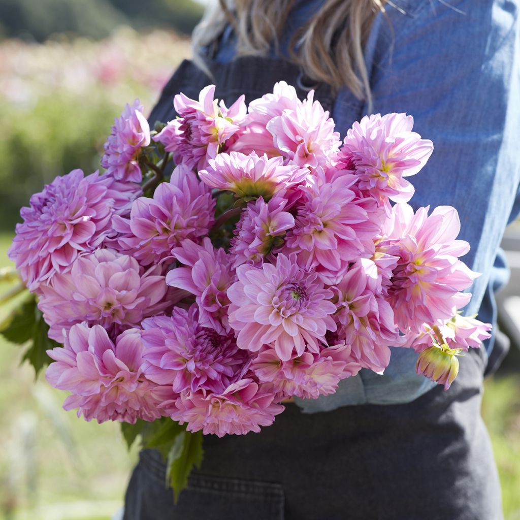 Dahlia balle Pink Ardour