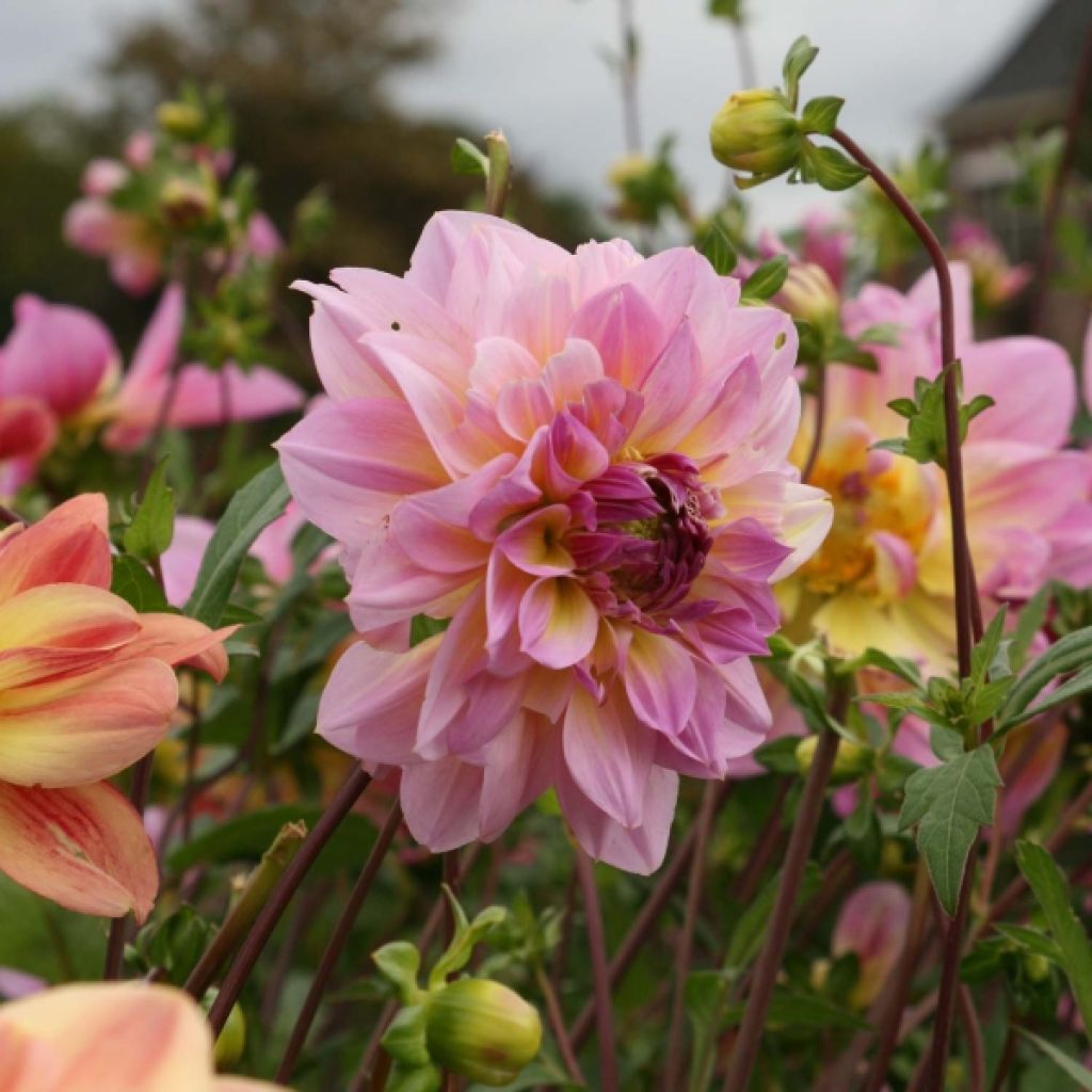 Dahlia Décoratif Pink Butterfly