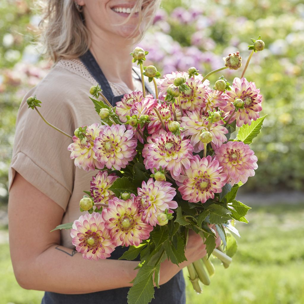 Dahlia décoratif Pure Happiness