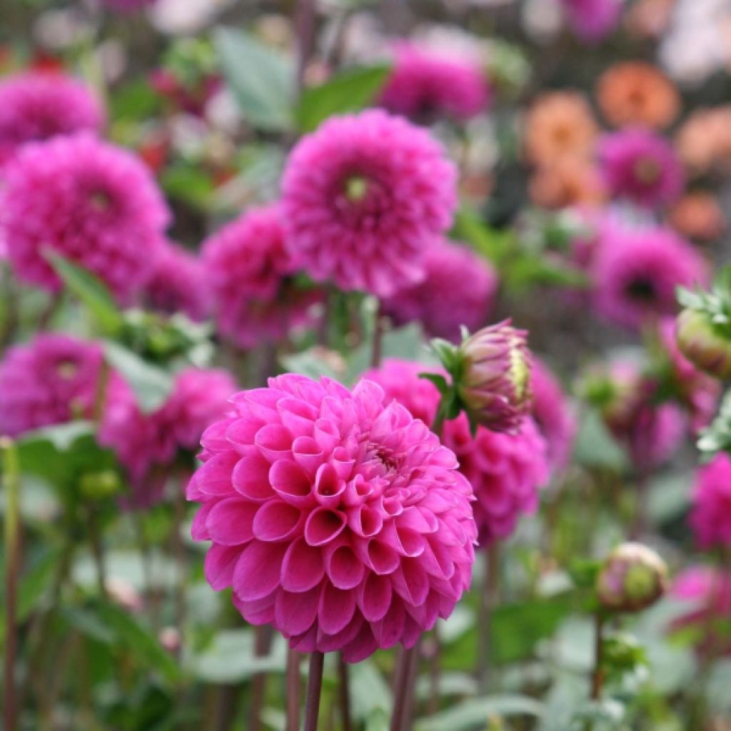 Dahlia Pompon Purple Fox