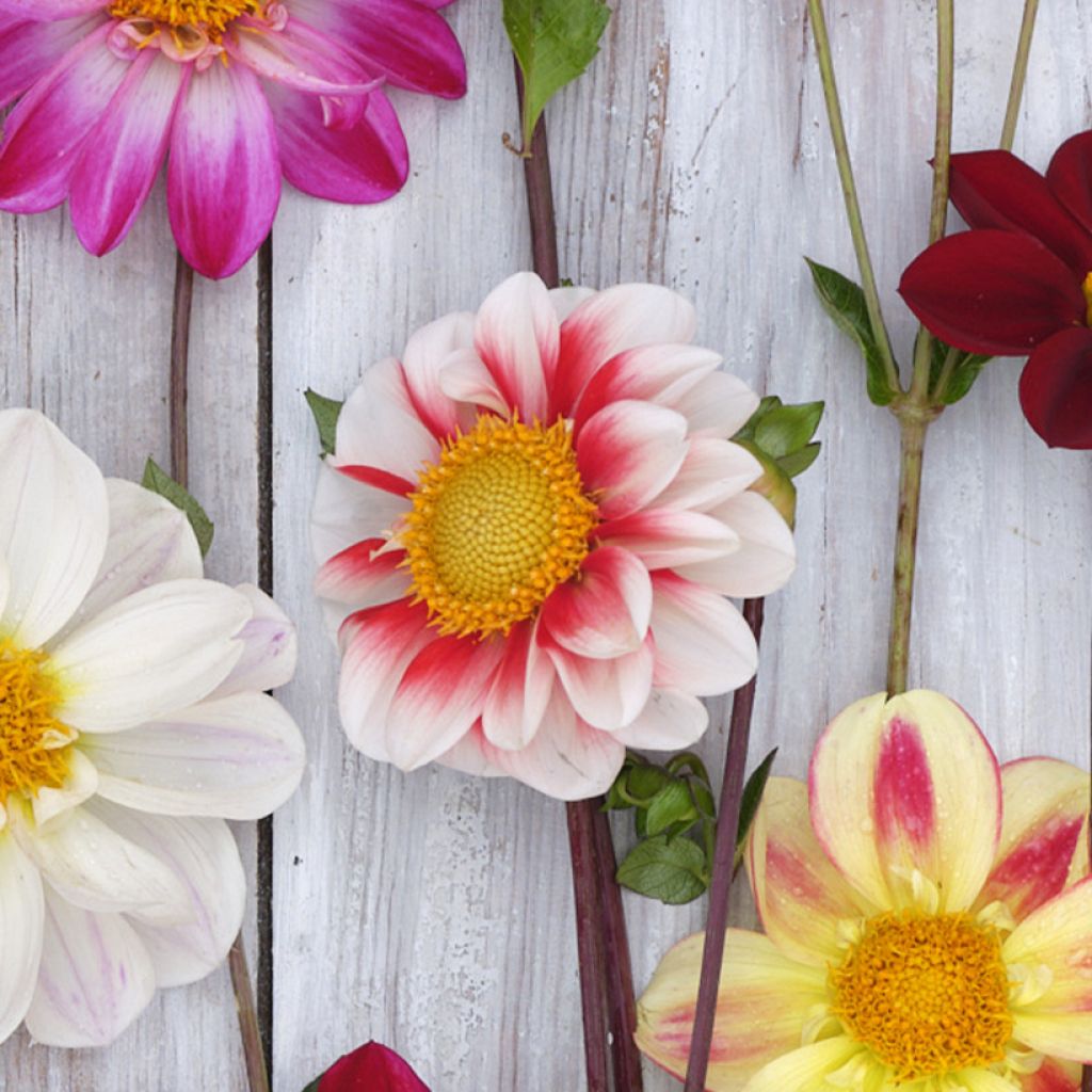 Dahlia paysage Red and White Emperor