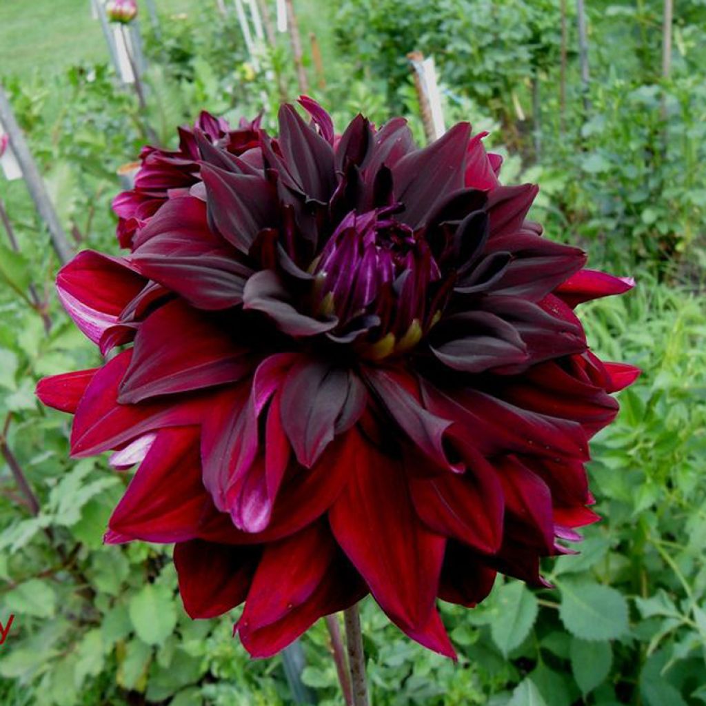 Dahlia Rip City