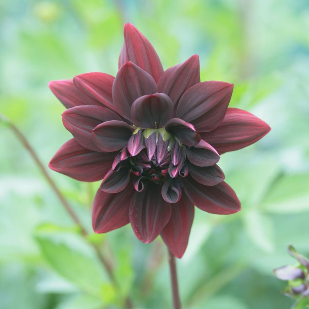 Dahlia Sam Hopkins