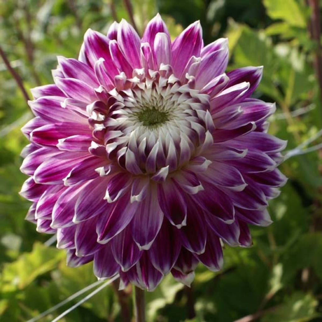 Dahlia cactus Vancouver