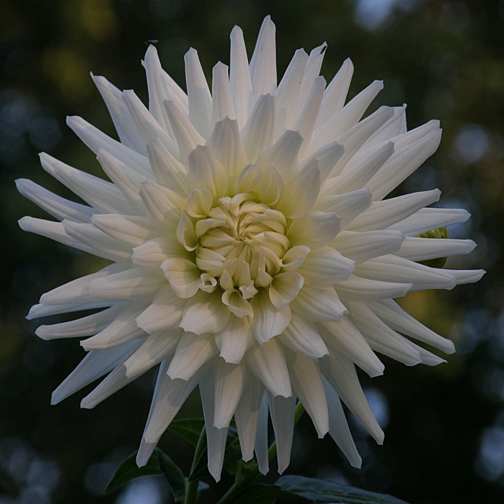 Dahlia White Happiness