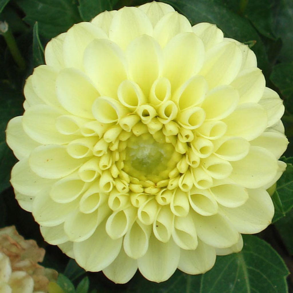 Dahlia Yellow Jewel