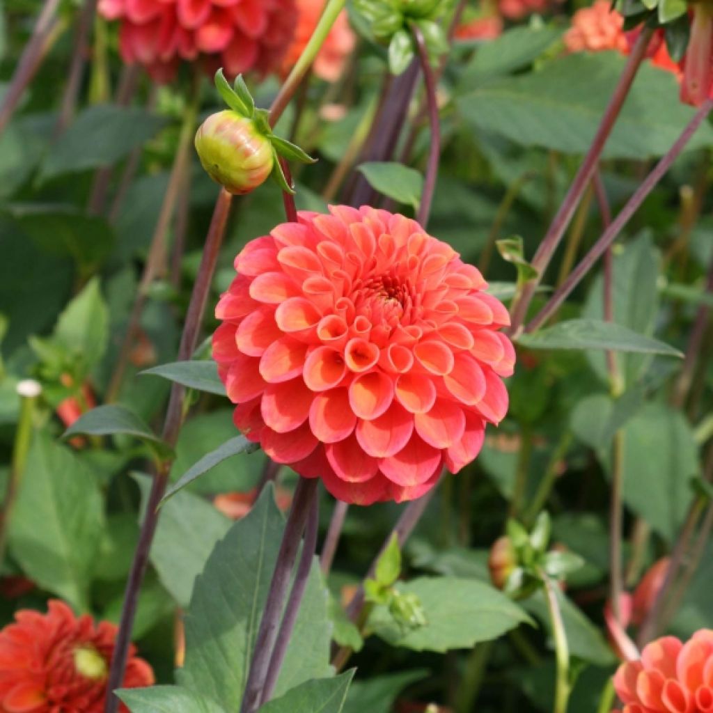 Dahlia Pompon Zundert Mystery Fox