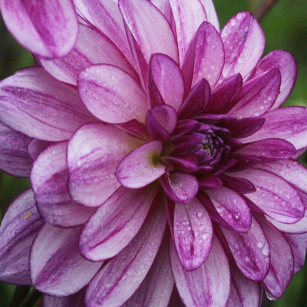 Dahlia à fleurs de camélia Seduction - Dahlia décoratif