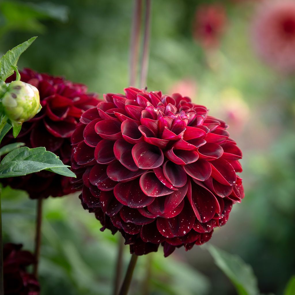 Dahlia balle Dark Spirit