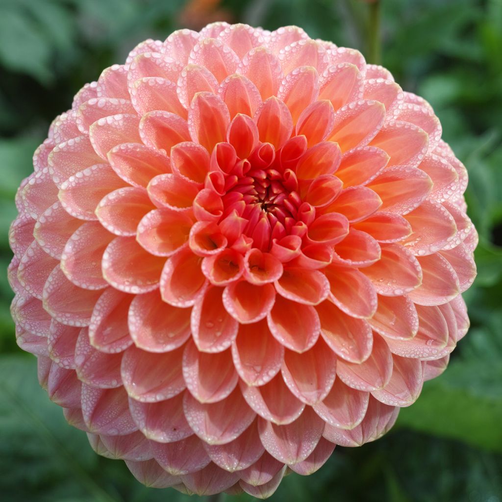 Dahlia balle Hillcrest Suffusion