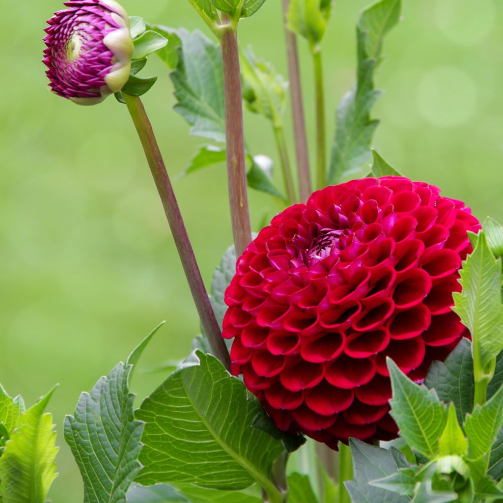 Dahlia balle Jowey Mirella