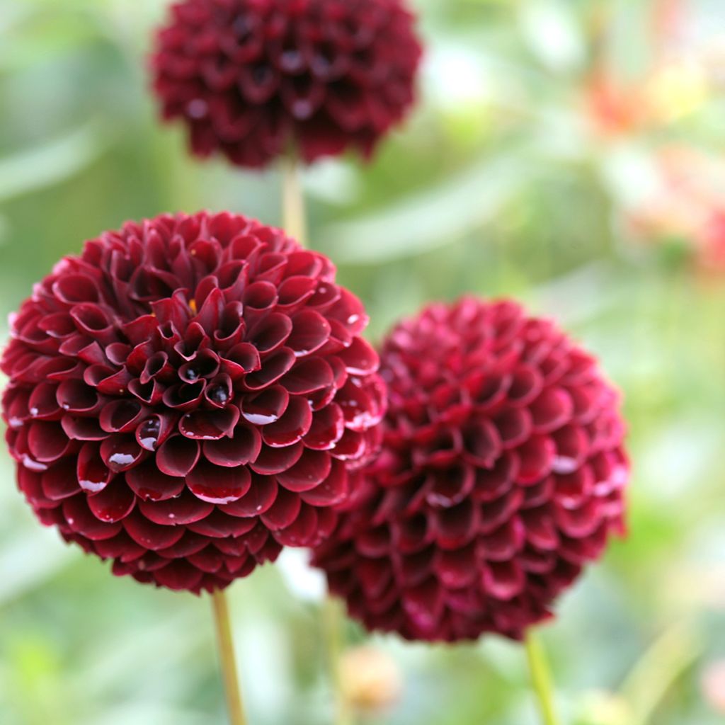 Dahlia balle Jowey Mirella