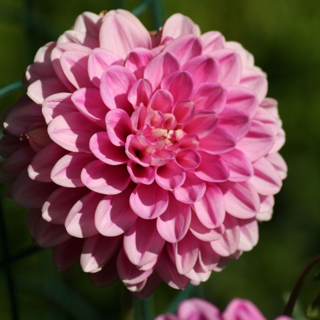 Dahlia balle Peter