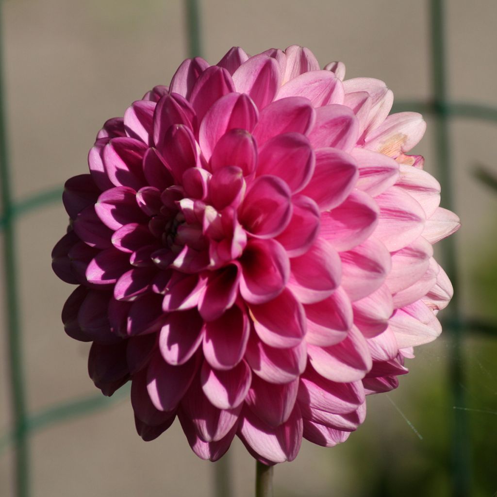 Dahlia balle Peter