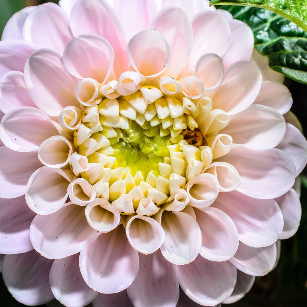 Dahlia balle Pink Pearl