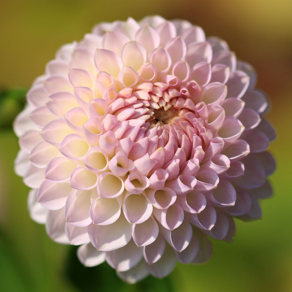 Dahlia balle Pink Pearl