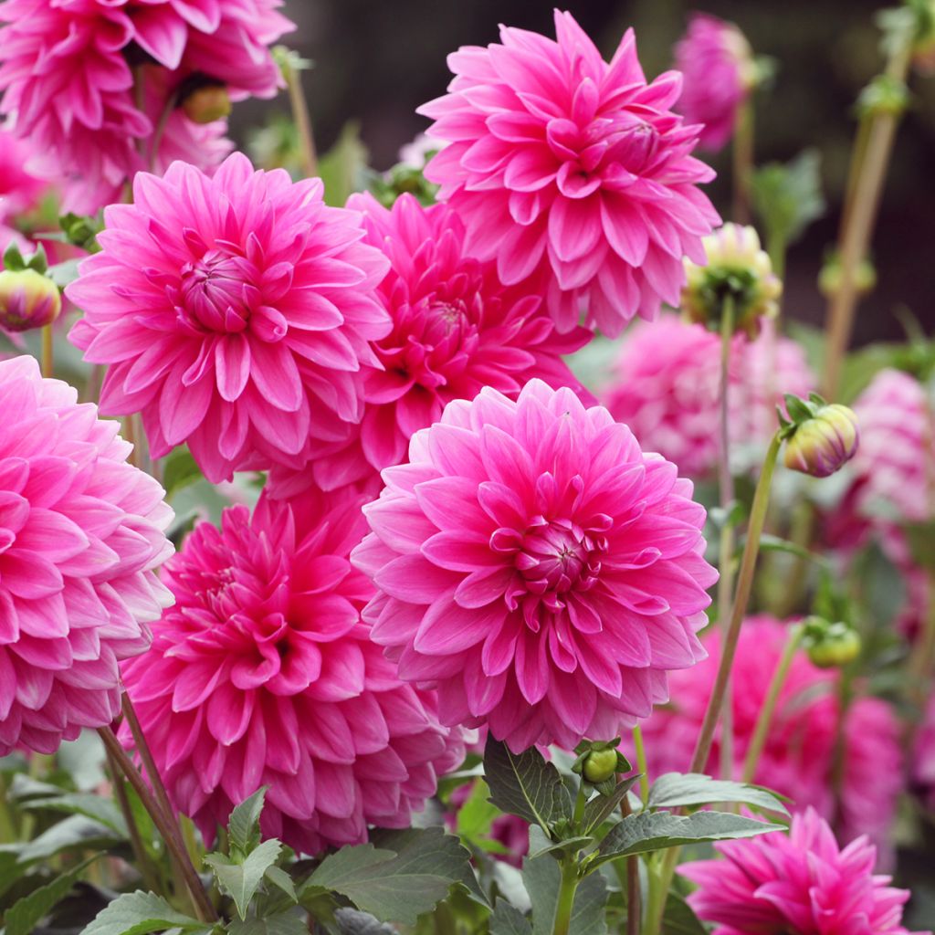 Dahlia balle Pink Sylvia