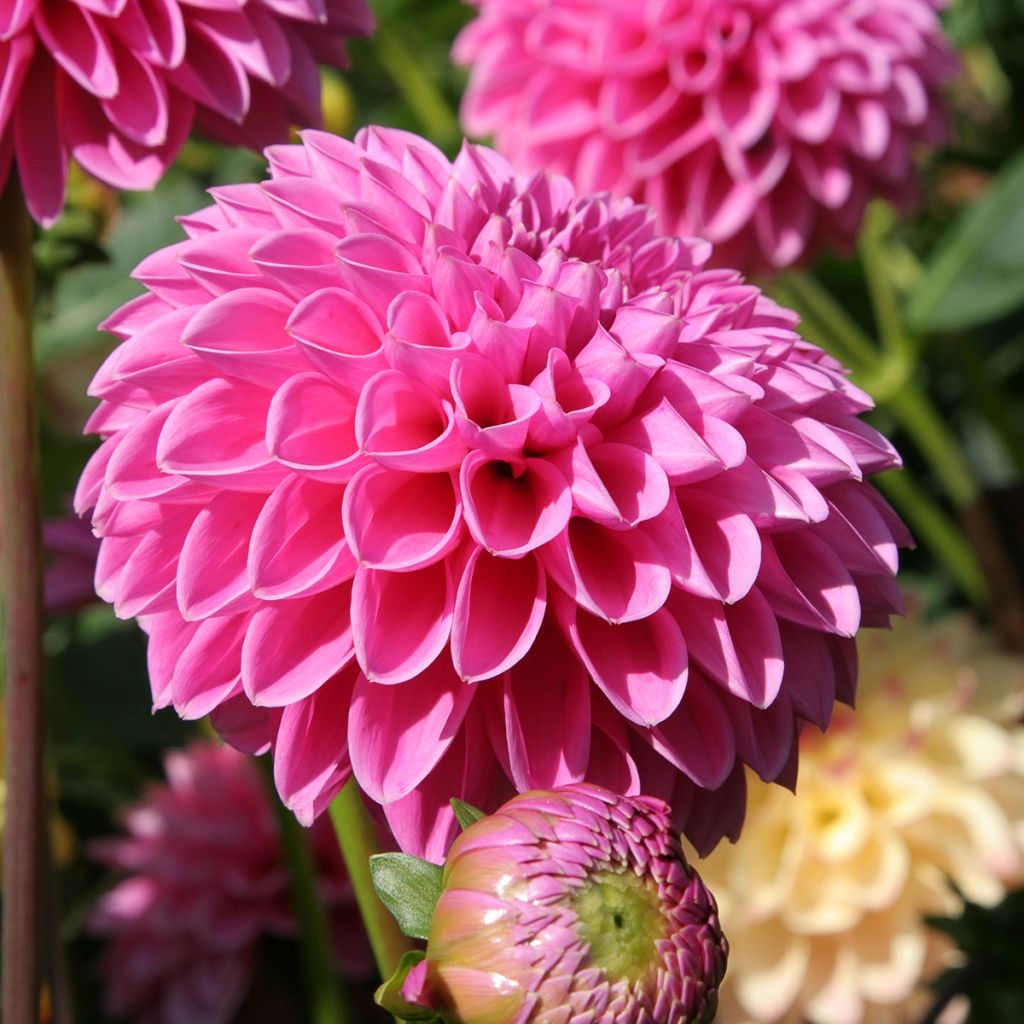 Dahlia balle Pink Sylvia