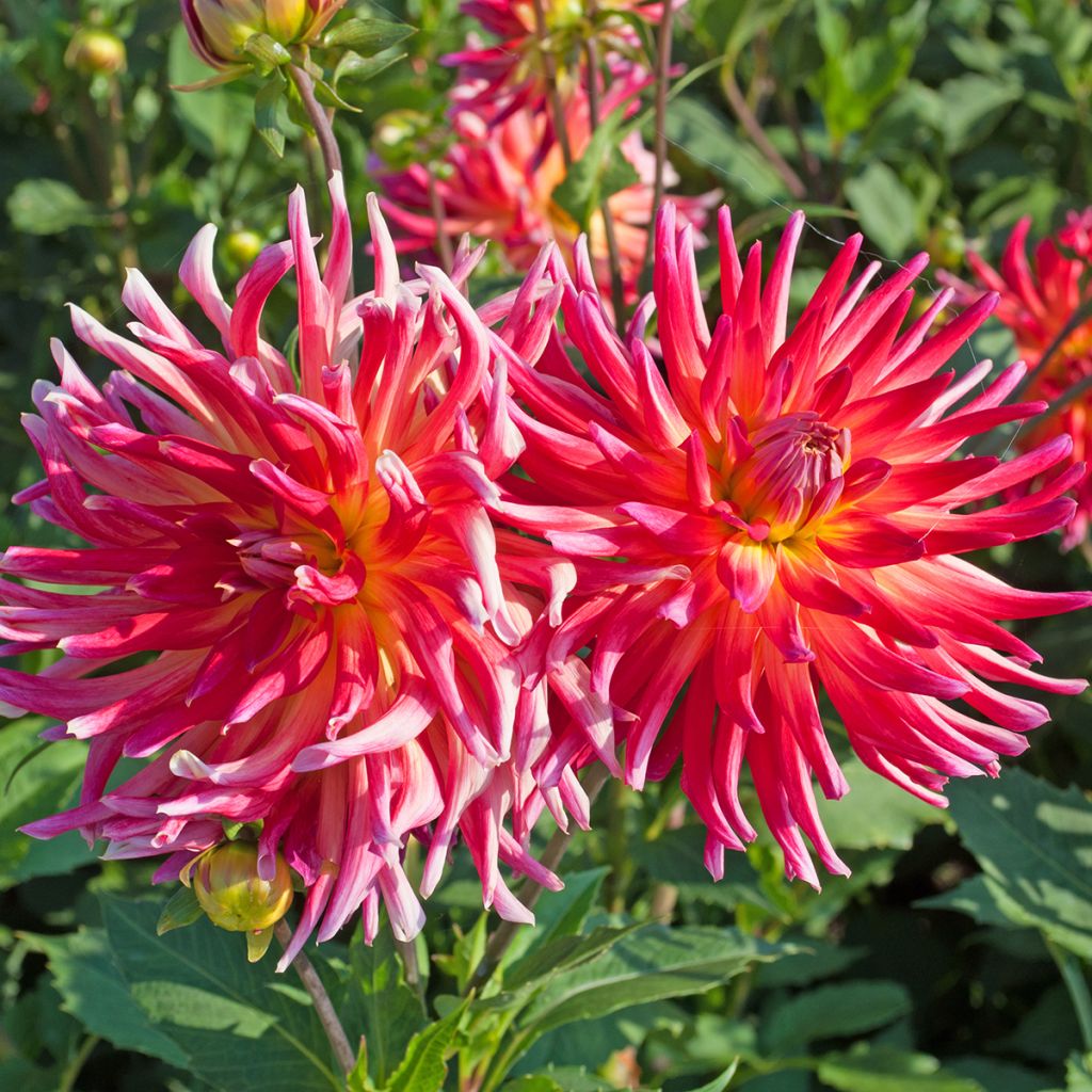 Dahlia cactus Bora Bora