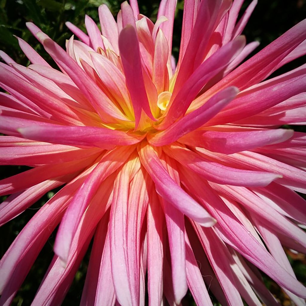 Dahlia cactus Bora Bora