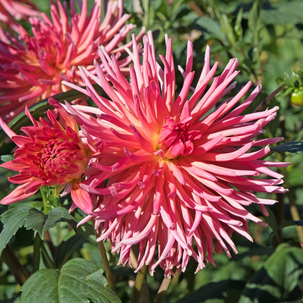 Dahlia cactus Bora Bora