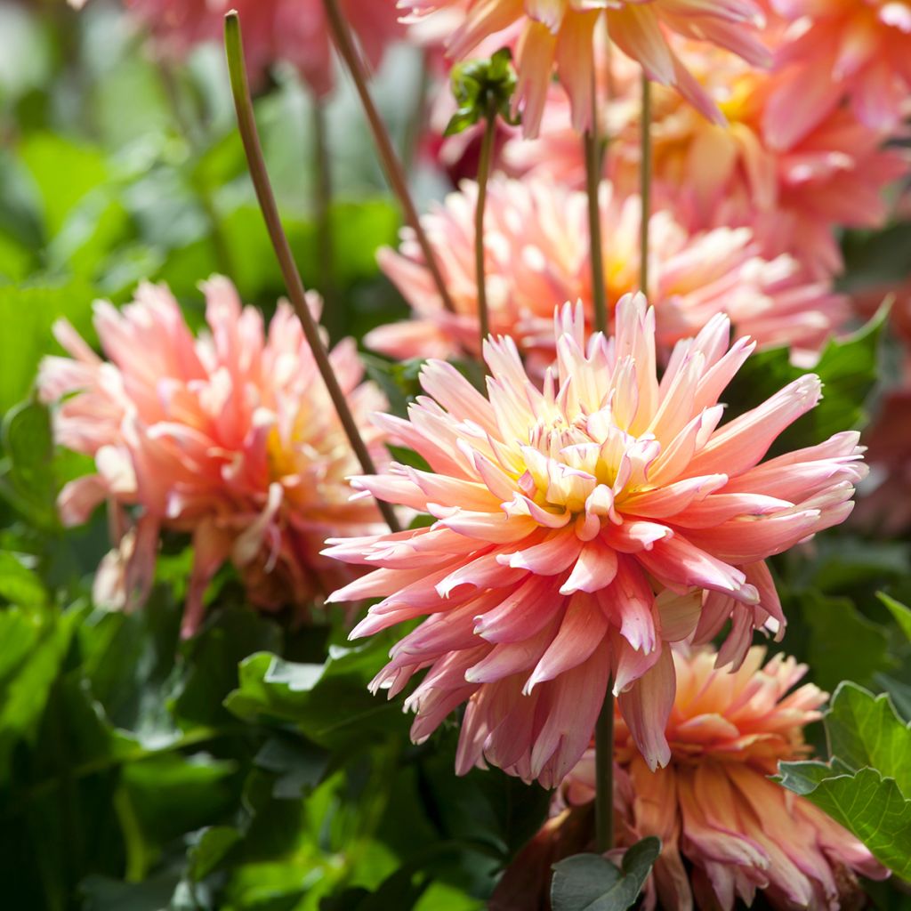 Dahlia cactus Camargue