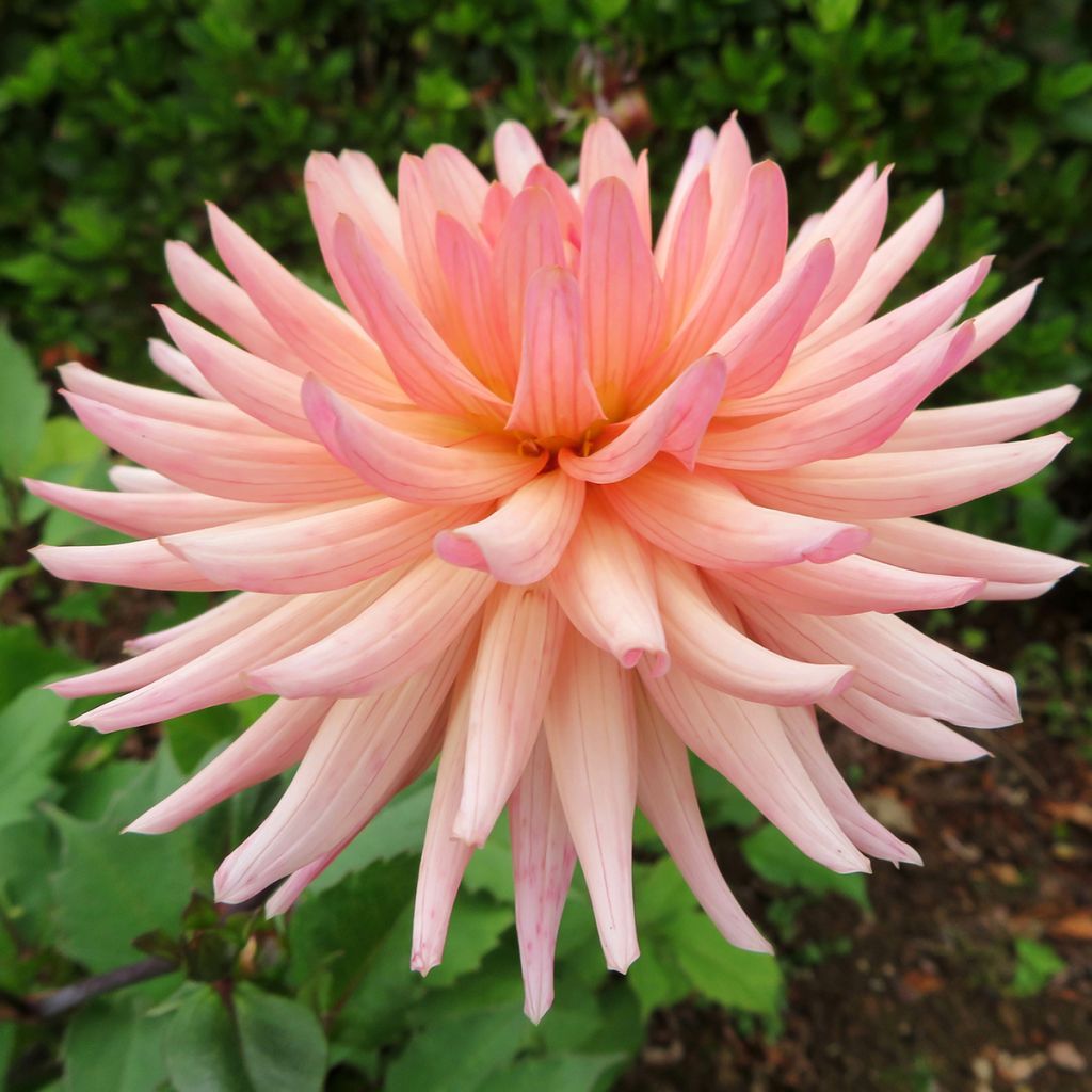 Dahlia cactus Camargue