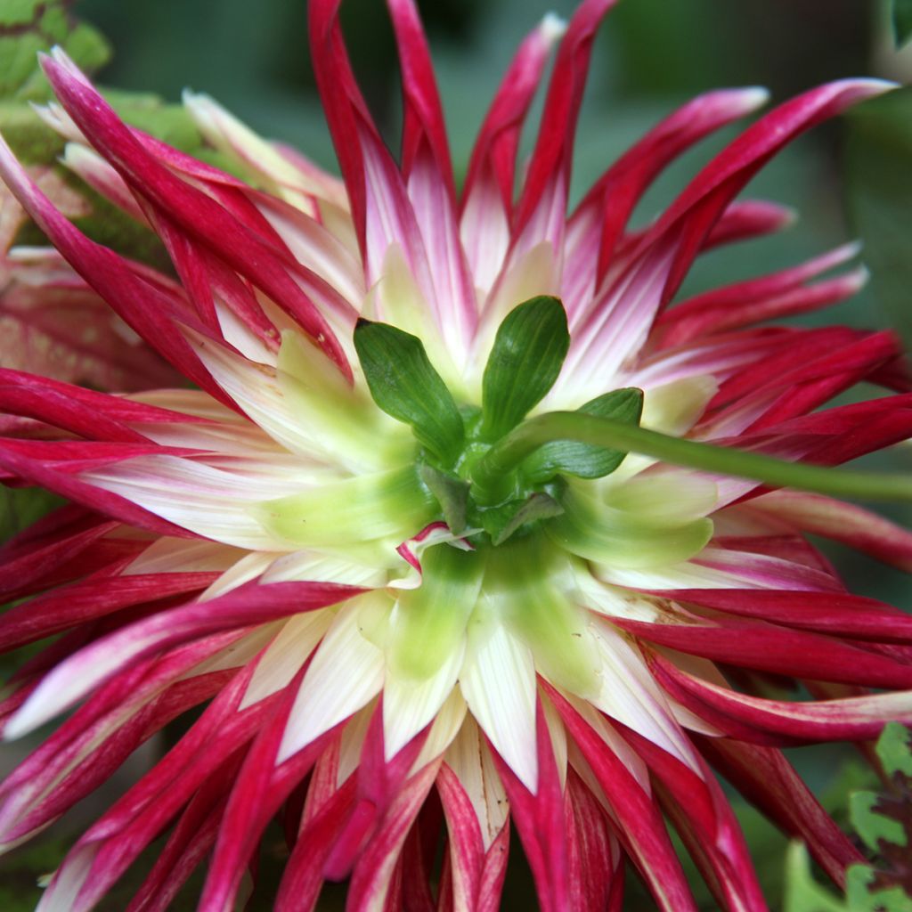 Dahlia cactus Friquolet