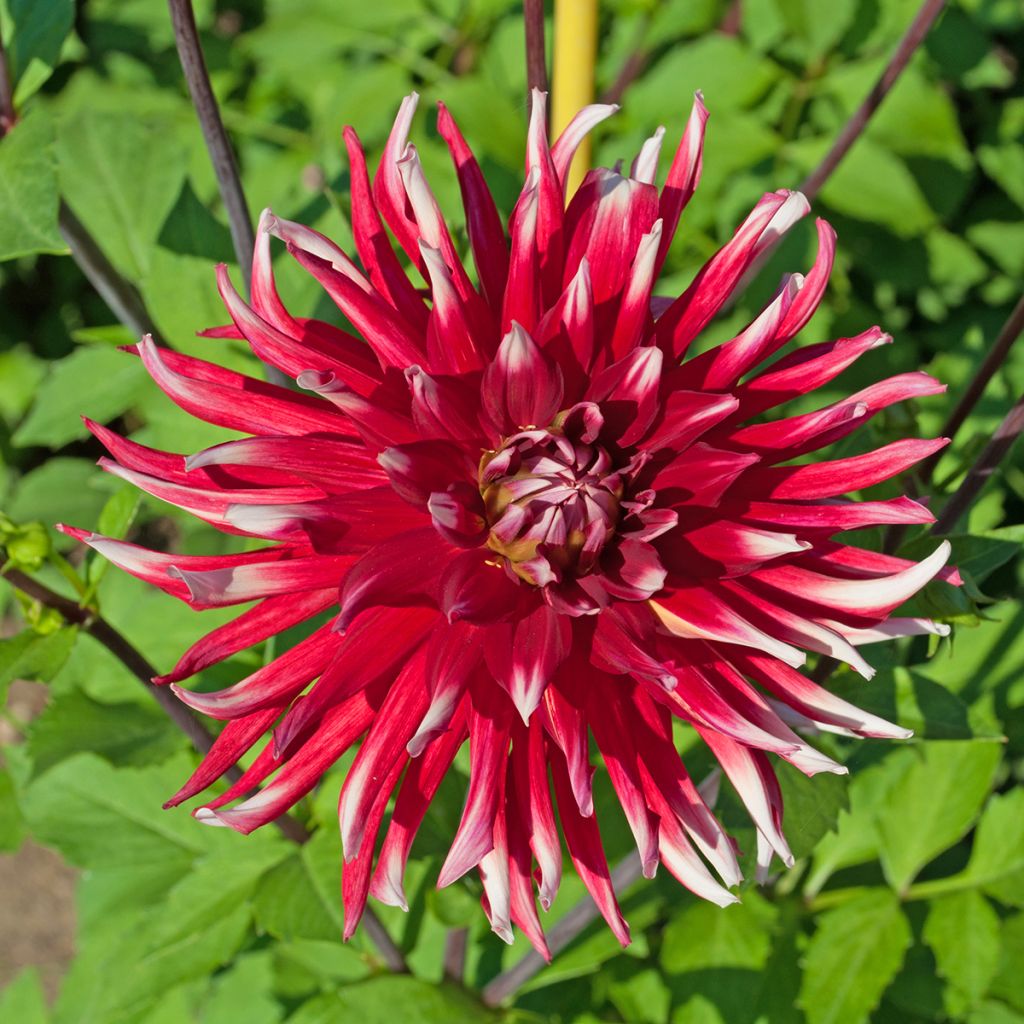 Dahlia cactus Friquolet