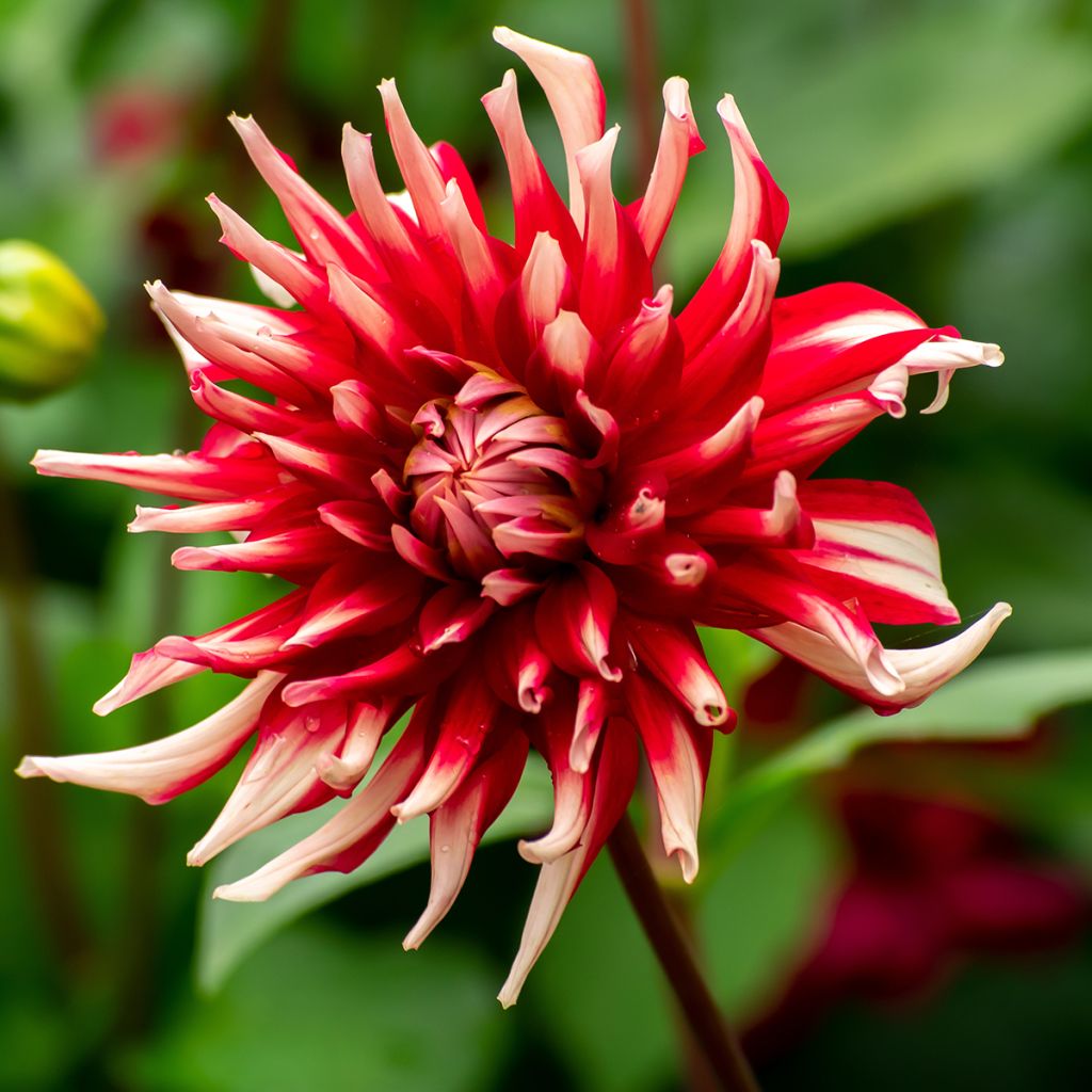 Dahlia cactus Friquolet