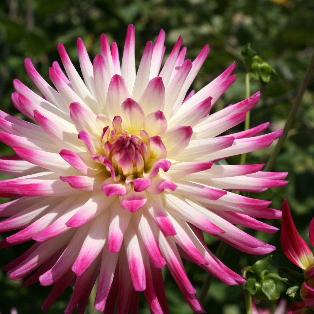 Dahlia cactus Hayley Jane