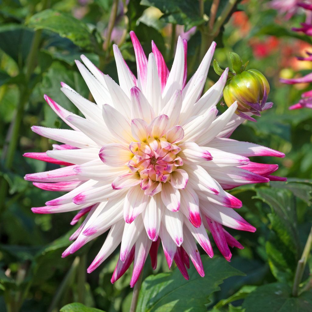 Dahlia cactus Hayley Jane