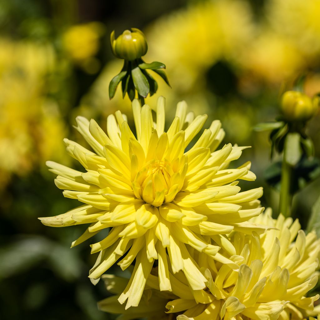 Dahlia cactus Kennemerland