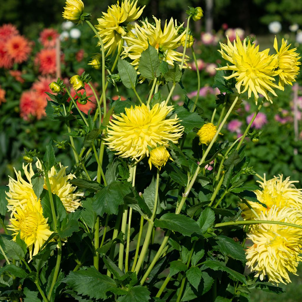 Dahlia cactus Kennemerland