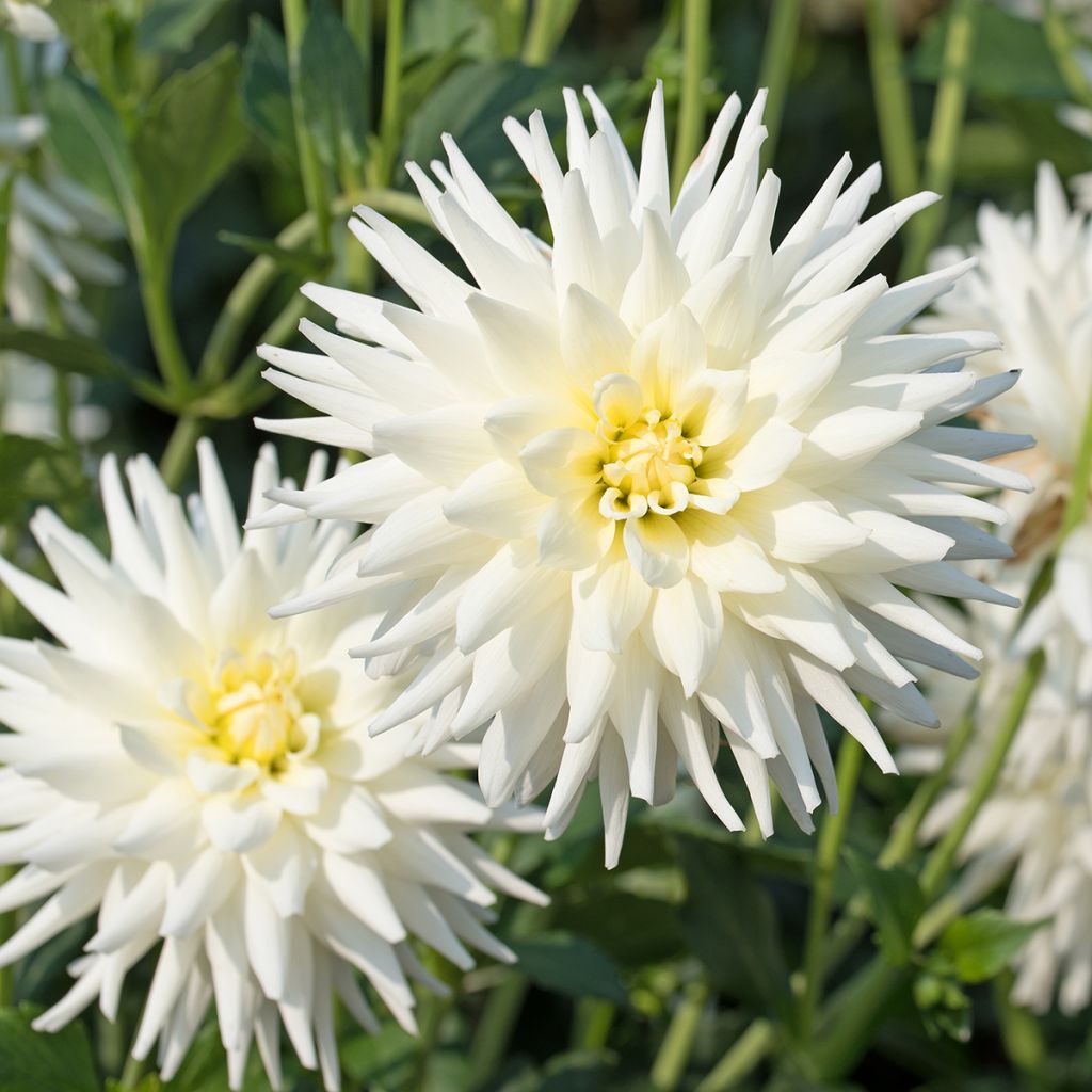 Dahlia cactus My Love