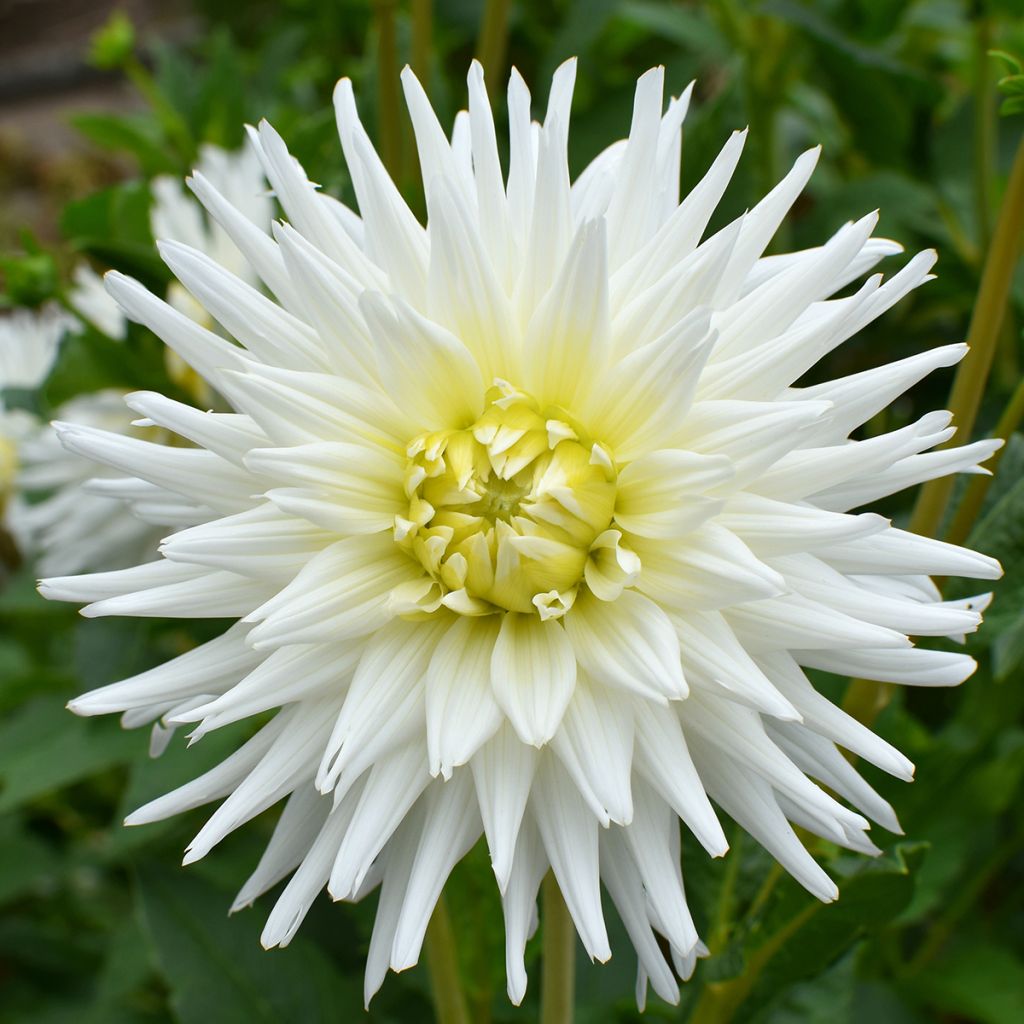 Dahlia cactus My Love