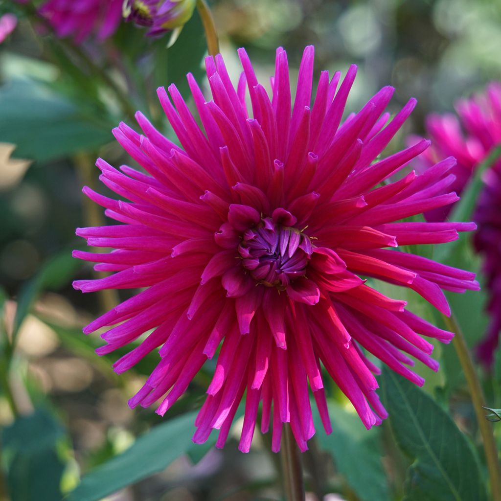 Dahlia cactus Orfeo